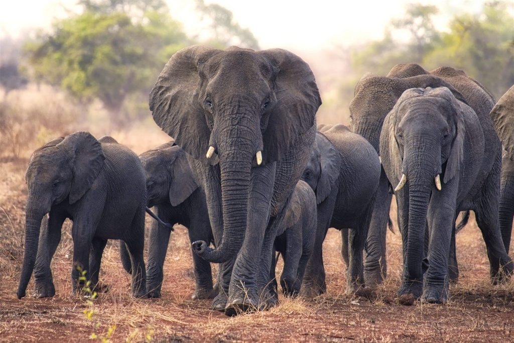 7- Day Luxury Lodge Safaris