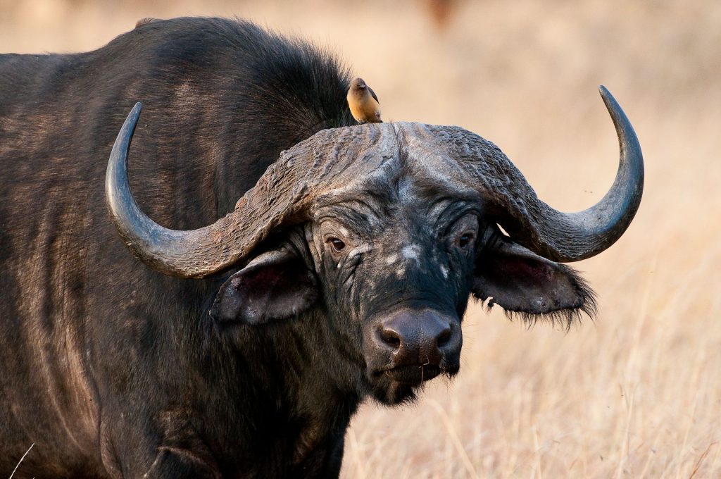 8- Day Luxury Lodge safaris